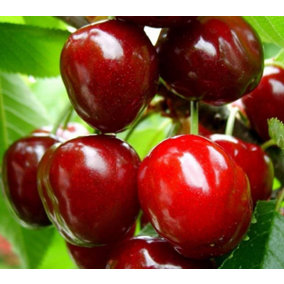 Dwarf Patio Sunburst Cherry Fruit Tree 3-4ft Supplied in a 5 Litre Pot