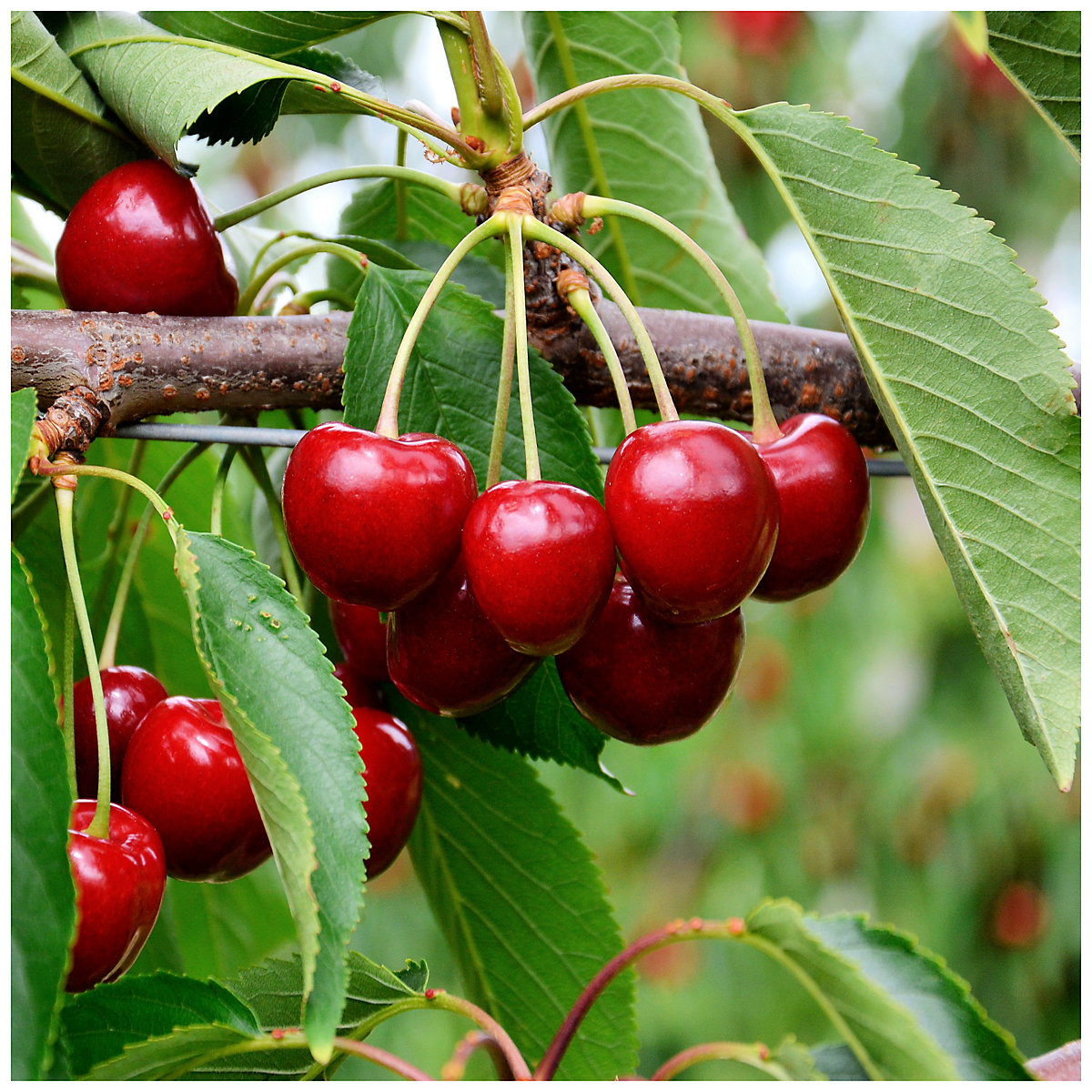 Dwarf Patio Sunburst Cherry Tree, Self-Fertile With Big Dark Dwarf Patio Sunburst Cherry Tree, Self-Fertile With Big Dark