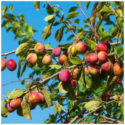 Dwarf Patio Victoria Plum Tree, In a 6L Pot, Miniature & Self-Fertile