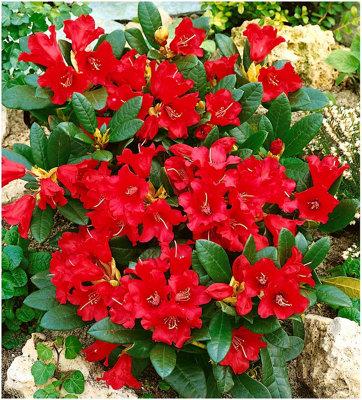 Dwarf Rhododendron Japonica 'Baden Baden' Evergreen Garden Shrub (2 ...