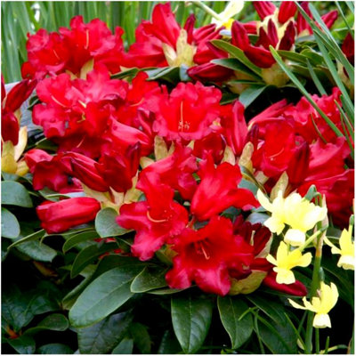 Dwarf Rhododendron Japonica 'Bengal' Evergreen Garden Shrub (2 Litre Pot)