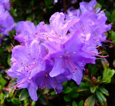 Dwarf Rhododendron Japonica 'Blue Diamond' Evergreen Garden Shrub (9cm Pot)