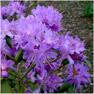 DWARF RHODODENDRON JAPONICA 'BLUE STAR' EVERGREEN GARDEN SHRUB (2 LITRE ...