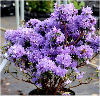 DWARF RHODODENDRON JAPONICA 'BLUE STAR' EVERGREEN GARDEN SHRUB (2 LITRE ...