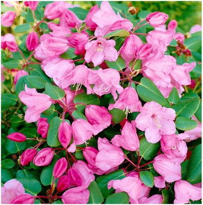 Dwarf Rhododendron Japonica 'Bow Bells' Evergreen Garden Shrub (9cm Pot)