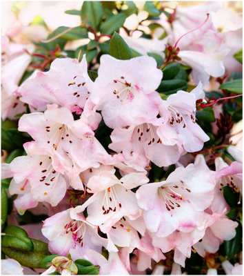 Dwarf Rhododendron Japonica 'Cilpinense' Evergreen Garden Shrub (2 ...