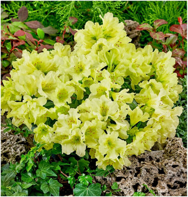 Dwarf Rhododendron Japonica 'Curlew' Evergreen Garden Shrub (2 Litre Pot)