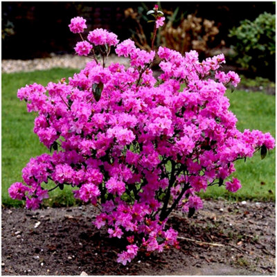 Dwarf Rhododendron Japonica 'Praecox' Evergreen Garden Shrub (2 Litre Pot)