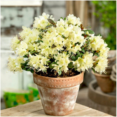 Dwarf Rhododendron Japonica 'Princess Anne' Evergreen Garden Shrub (2 Litre  Pot)
