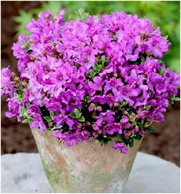 Dwarf Rhododendron Japonica 'Radicans' Evergreen Garden Shrub (2 Litre Pot)