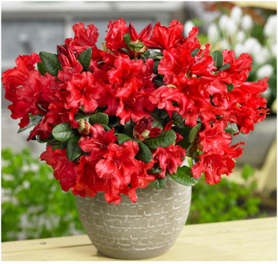 Dwarf Rhododendron Japonica 'Scarlet Wonder' Evergreen Garden Shrub (9cm  Pot)