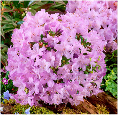 Dwarf Rhododendron Japonica 'Snipe' Evergreen Garden Shrub (2 Litre Pot)