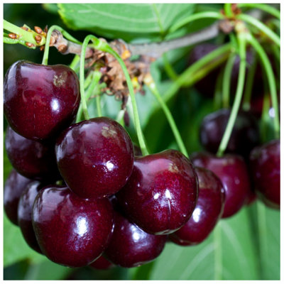 Dwarf Van' Cherry Tree in a 5L Pot, Large, Dark Red, Sweet & Juicy ...