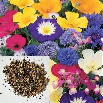 Dwarf Wild Flower Seeds Mix UK to Attract Butterfly Mix -Annual Flowers Garden School Gift Bag  Pure 500 Seeds