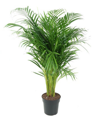 Dypsis Lutescens, 21cm Pot Size, 100cm Tall, Areca, Indoor Houseplant