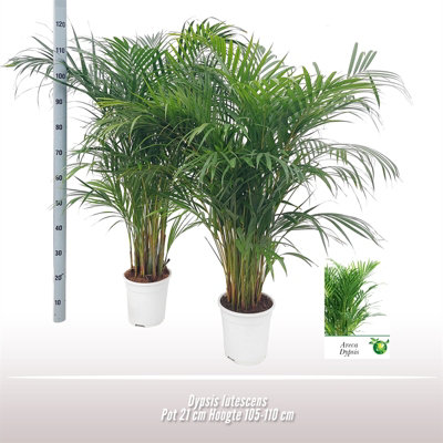 Dypsis Lutescens, 21cm Pot Size, 115cm Tall, Areca, Indoor Houseplant