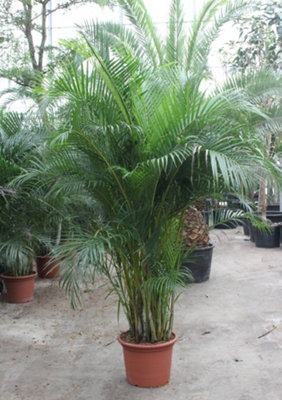 Dypsis Lutescens, 50cm Pot Size, 300cm Tall, Areca, Indoor Houseplant