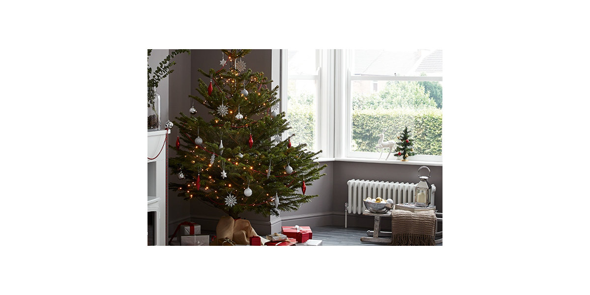 Real Christmas tree buying guide Christmas B&Q