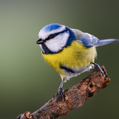 Shop bird & wildlife supplies.