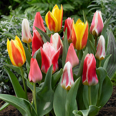 Early Flowering Short Tulip Mix, Pack of 50 Bulbs, Spring Flowering Bulbs