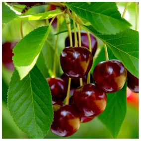 Early Rivers Cherry Tree 3-4ft 6L Pot,Ready to Fruit,Large Dark Juicy Cherries 3FATPIGS