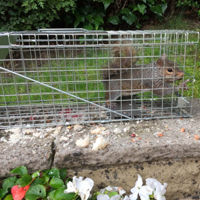 How to Make ○ a Humane PVC SQUIRREL TRAP (that works!) 