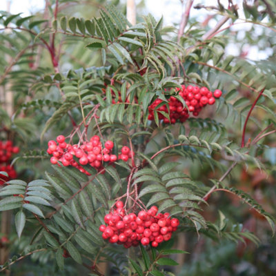 Eastern Promise Mountain Ash Whitebeam Tree Outdoor Ornamental Sorbus ...