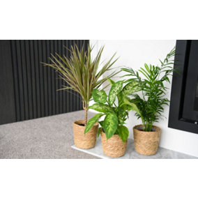 Easy Care Houseplant Collection - 3 Plants