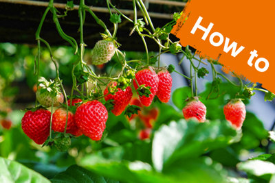 How To Grow Strawberries | Ideas & Advice | DIY At B&Q