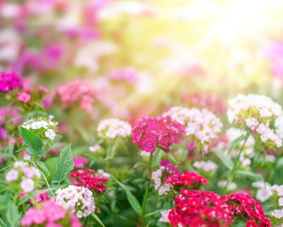 Lawns, beds & borders