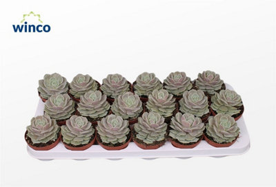 Set 3 Echeverie Grasse In Vaso 12 Cm – Piante Grasse Colorate, 3-4 Anni, Per Collezione - 3