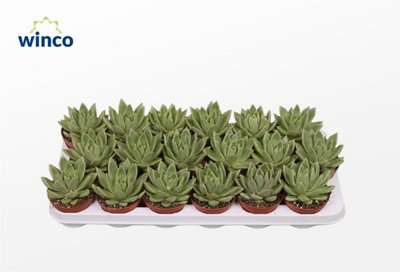Set 3 Echeverie Grasse In Vaso 12 Cm – Piante Grasse Colorate, 3-4 Anni, Per Collezione - 2