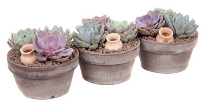 Set of 3 Different Echeverien in a 12cm Pot