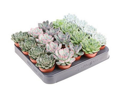 echev-mixed-505cm-pot-size-8cm