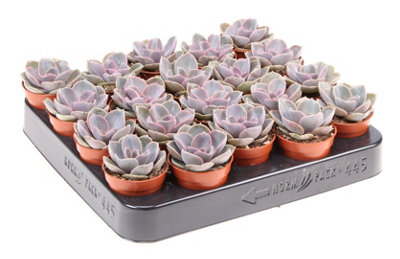 echeveria classic french trnusers サイズ2 F00002094.png