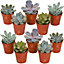 Echeveria Mix - A Collection of 10 Diverse Succulents, Ideal for Creating Vibrant Displays (5-10cm)
