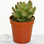 Echeveria Mix - A Collection of 10 Diverse Succulents, Ideal for Creating Vibrant Displays (5-10cm)