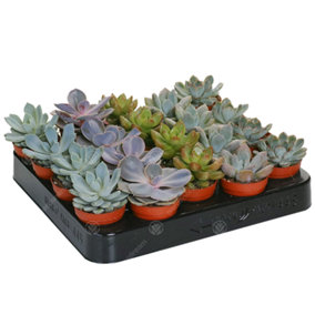 Echeveria Mix - Expansive Collection of 20 Succulents, Perfect for Varied Arrangements, Easy-Care (5-10cm)