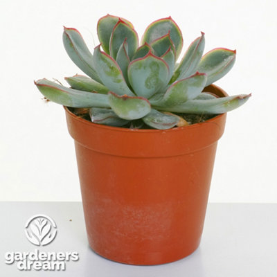 Echeveria Mix - Expansive Collection of 20 Succulents, Perfect for Varied Arrangements, Easy-Care (5-10cm)