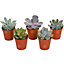 Echeveria Mix - Select Collection of 5 Succulents, Perfect for Small Spaces & Beginners, Easy-Care (5-10cm)