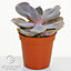 Echeveria Mix - Select Collection of 5 Succulents, Perfect for Small Spaces & Beginners, Easy-Care (5-10cm)