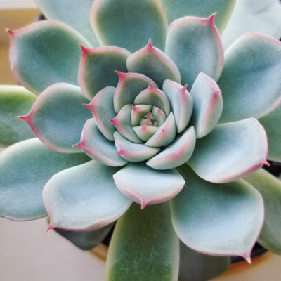 Echeveria Parva Succulent in 6 cm Pot - Low Maintenance Indoor Plant