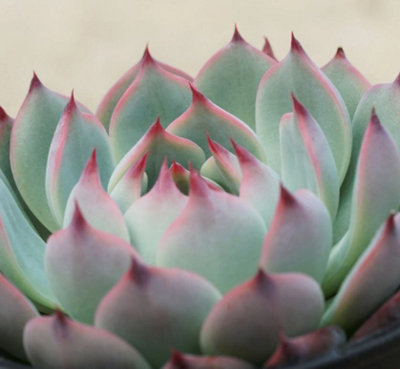 Echeveria Parva Succulent in 6 cm Pot - Low Maintenance Indoor Plant - 3