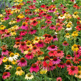 Echinacea Cheyenne Spirit - Coneflower, Multicolored Blooms, Part Sun, Compact Size (15-30cm Height Including Pot)