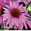 Echinacea (Cone Flower) Nectar Pink 12 Plug Plants