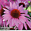 Echinacea (Cone Flower) Nectar Pink 12 Plug Plants