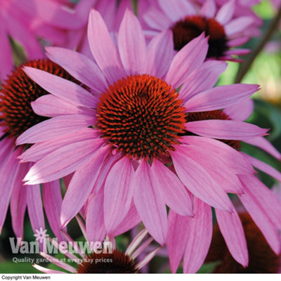 Echinacea Cone Flower Nectar Pink 48 Plug Plants