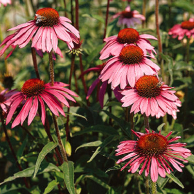 ECHINACEA CONEFLOWER PURPLE PINK PACK FLOWER PERENNIAL Border Plant 200 Seeds