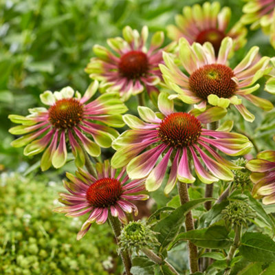 Echinacea Green Twister 9cm (Pack of 2)