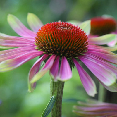 Echinacea Green Twister 9cm (Pack of 2) - 3